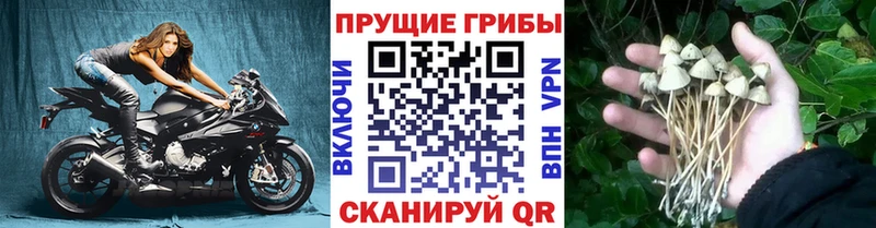 Галлюциногенные грибы Psilocybine cubensis  как найти наркотики  Мещовск 